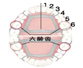 兒童恆牙