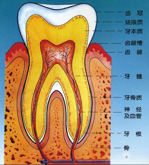 牙齒的外形,牙齒的內部結構