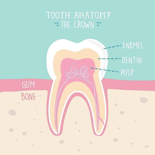牙齒結構,牙周,口腔黏膜